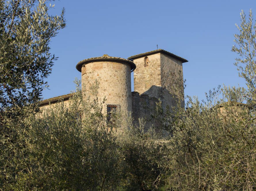 2020 olives harvest started - 4