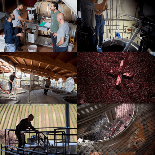 VENDEMMIA IN CORSO - 1