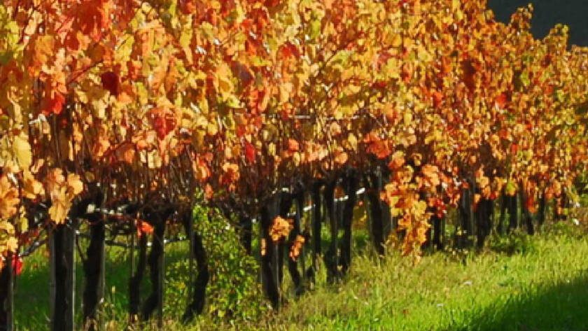 Difesa ragionata nel vigneto - 9