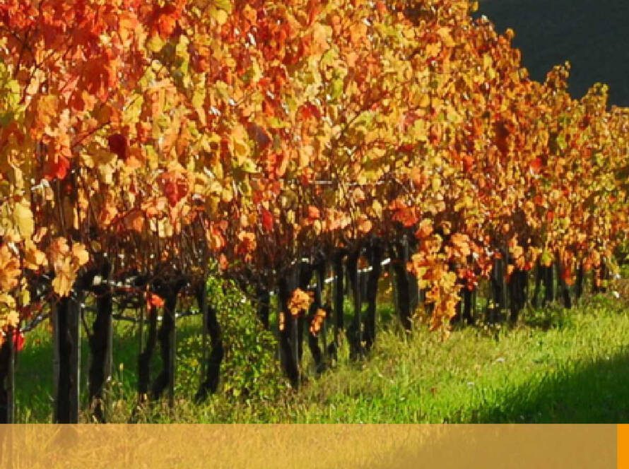 Justified defense in the vineyard: the DSS project - 4