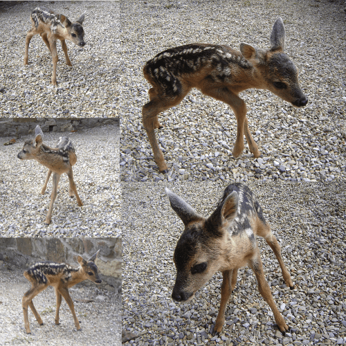 Buona vita Bambi! - 2