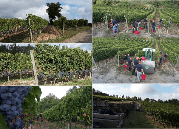 vendemmia 2015 - 2