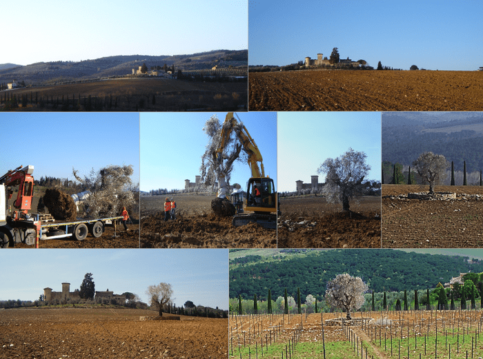 olive tree in vineyard - 2