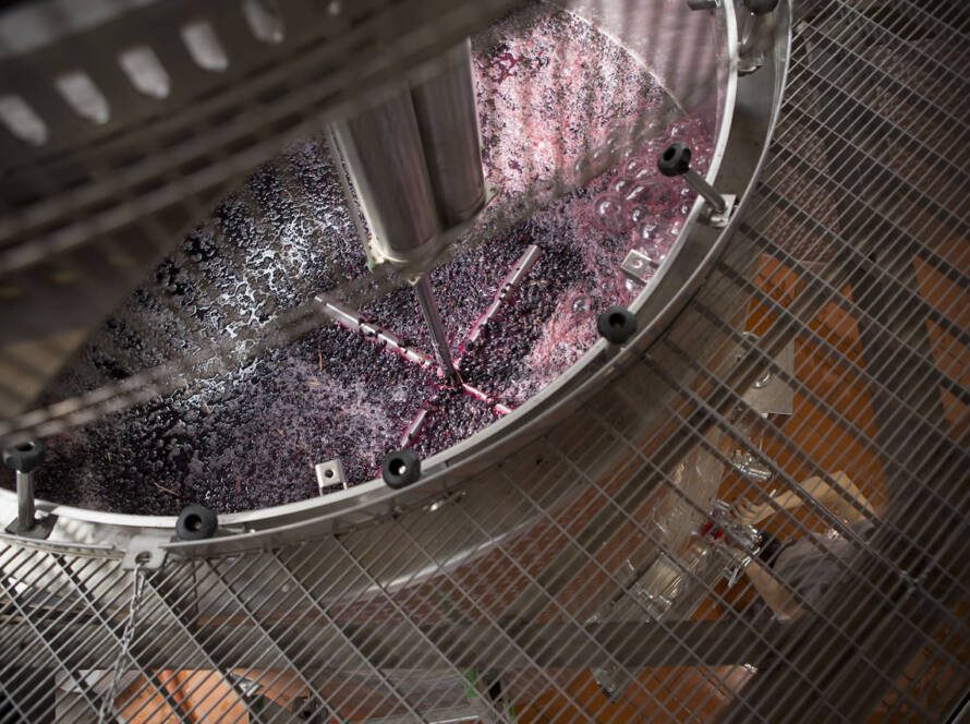 Vendemmia 2020 : le svinature - 1