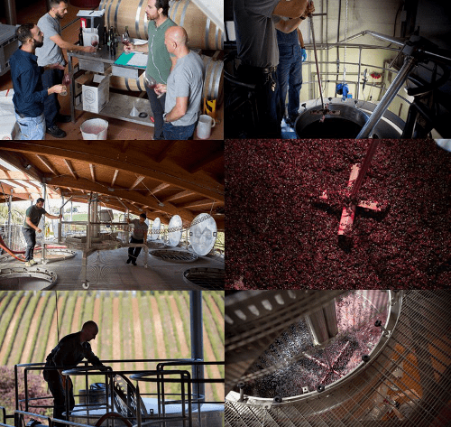 VENDEMMIA IN CORSO - 2