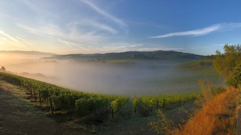 2021 Sangiovese harvest - 5
