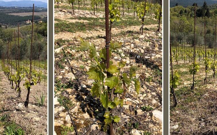 SANGIOVESE: CORDONE SPERONATO O ALBERELLO? - 5