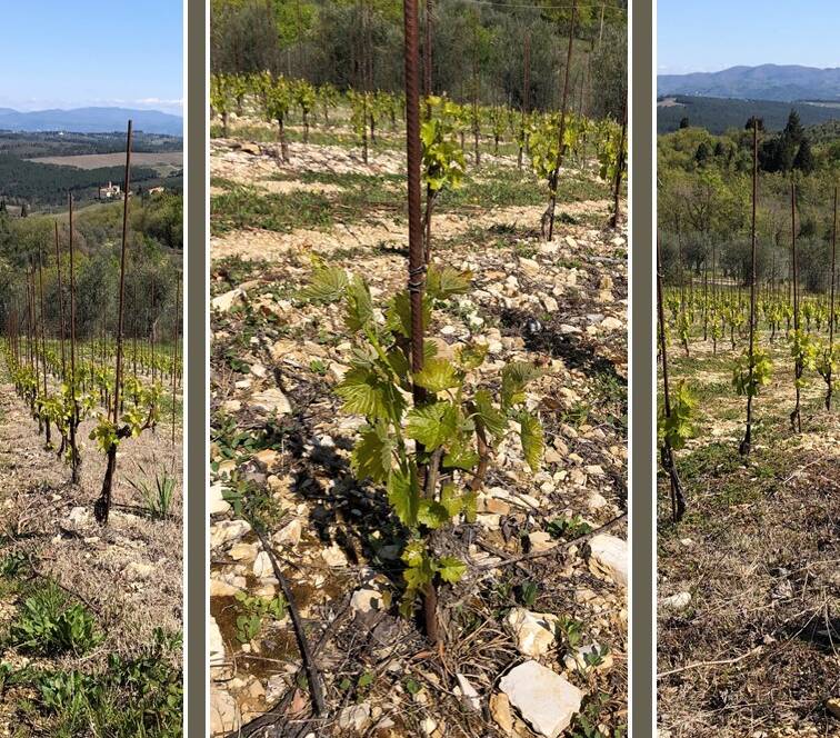 SANGIOVESE: CORDONE SPERONATO O ALBERELLO? - 2