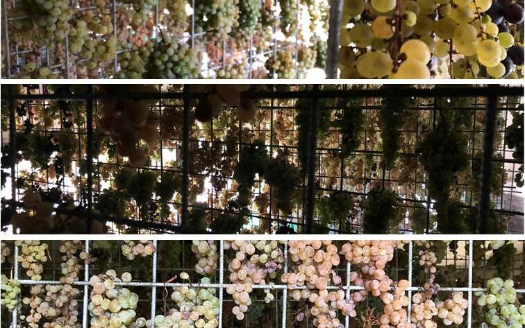 Vendemmia 2020: le uve per il vinsanto - 8