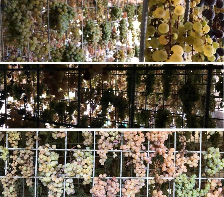 Vendemmia 2020: le uve per il vinsanto - 1