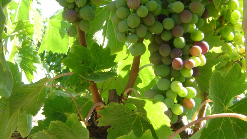 Previsioni vendemmia 2016 - 9