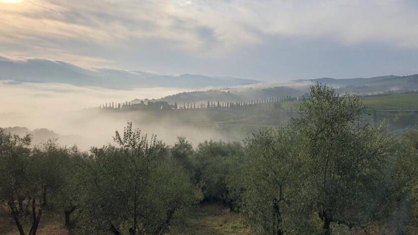 Vendemmia 2020 : aggiornamenti dalla vigna - 9