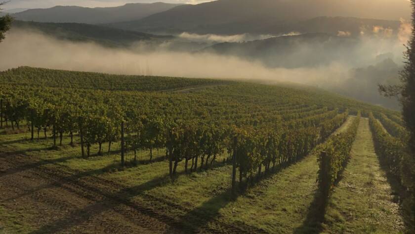 Vendemmia 2020 : le parole dell'enologo - 2