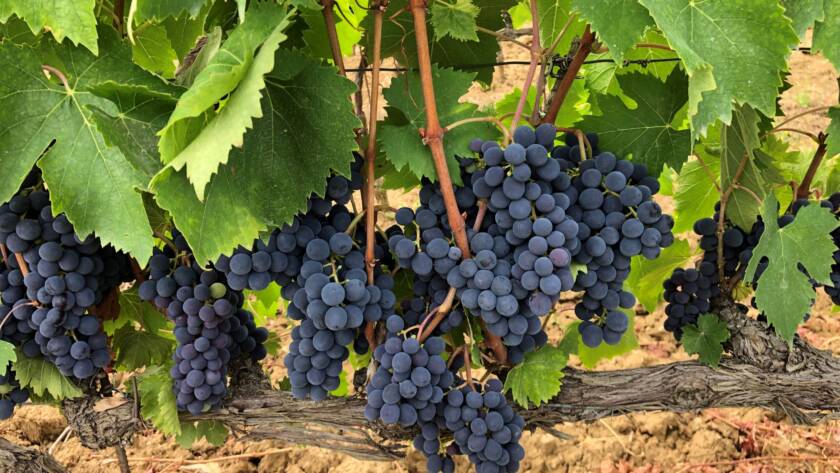 Vendemmia 2021: la battaglia delle uve contro il caldo e la siccità - 7