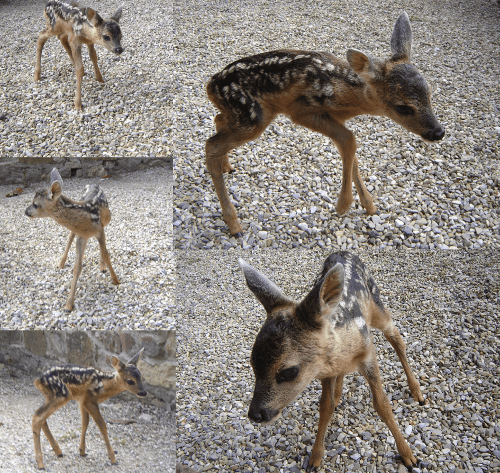 Buona vita Bambi! - 10