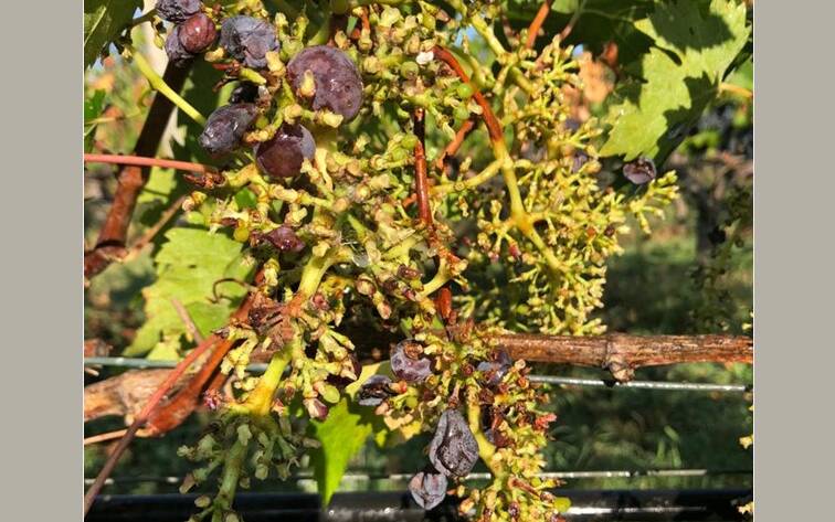 Vendemmia 2020: vendemmia a macchina? - 7