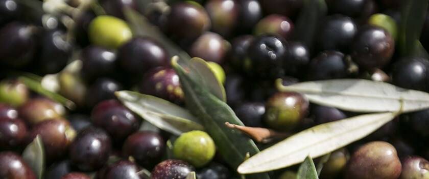 Primi assaggi Olio nuovo - 6