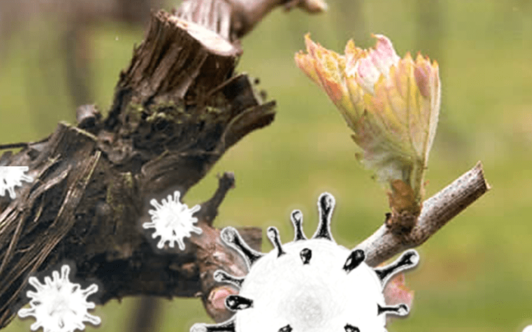 Il privilegio di vivere in campagna - 3