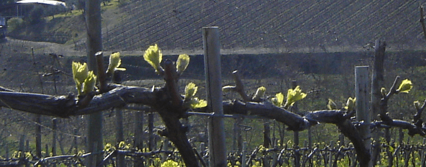 Il risveglio delle viti - 5