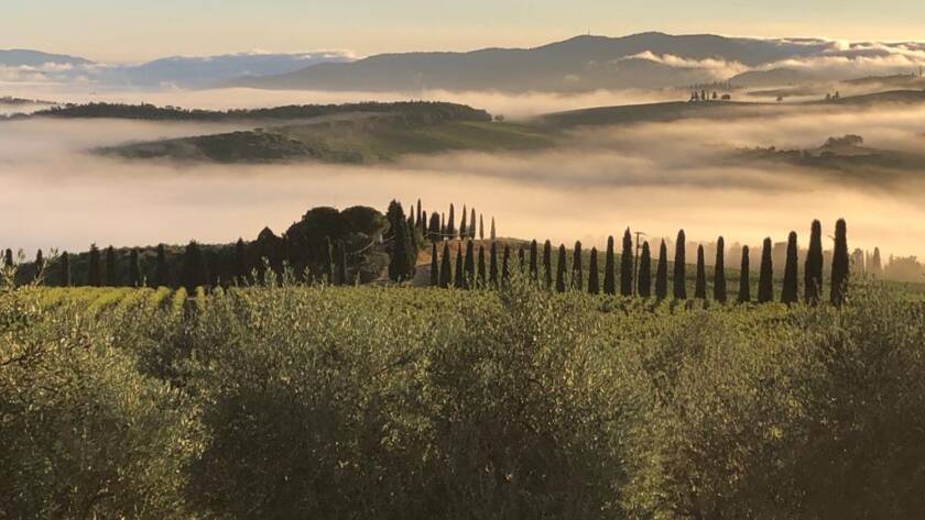 Incontro alla vendemmia 2020 - 4