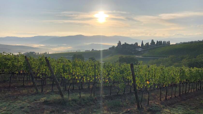 Vendemmia 2020: seconda puntata - 5