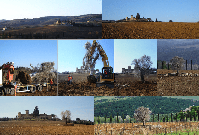 Vigneto con ulivo - 2