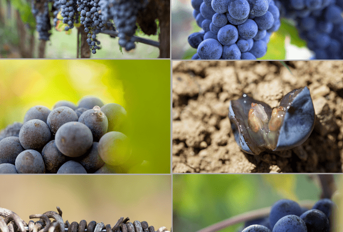 La Bellezza dell'Uva - 7