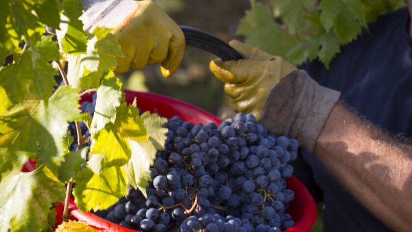 C'è fermento nell'aria! - 4