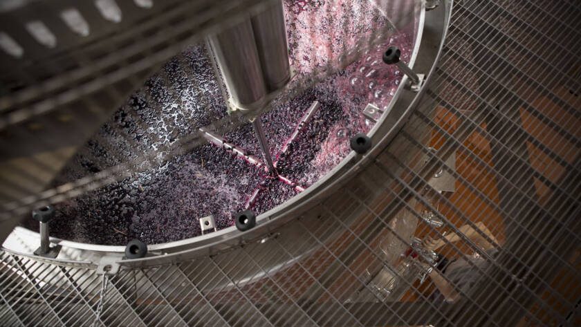 Vendemmia 2020 : le svinature - 5