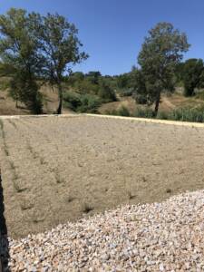 Phytodepuration: a natural wastewater treatment - 6