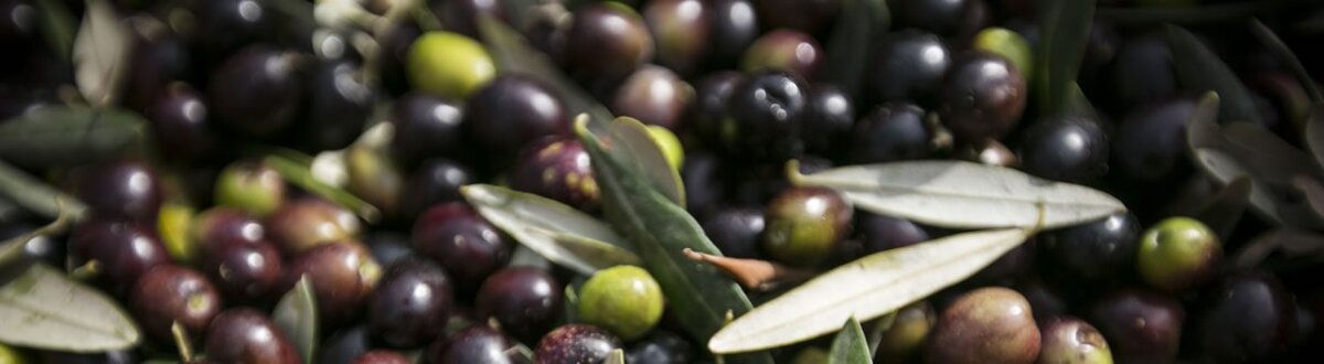 The New Olive Oil has arrived…